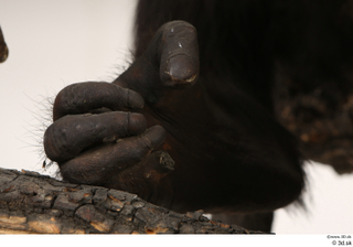 Chimpanzee Bonobo foot 0006.jpg
